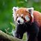 Red Panda