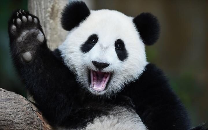 Hei Panda
