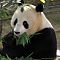 Eating Panda