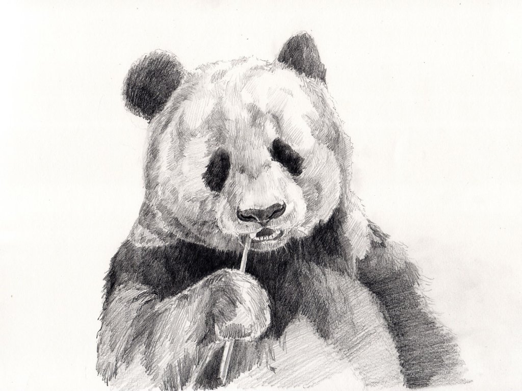 Painted Panda