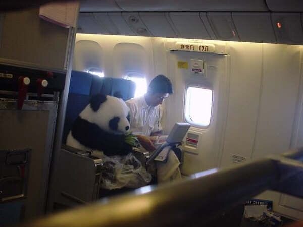 Airplan Panda